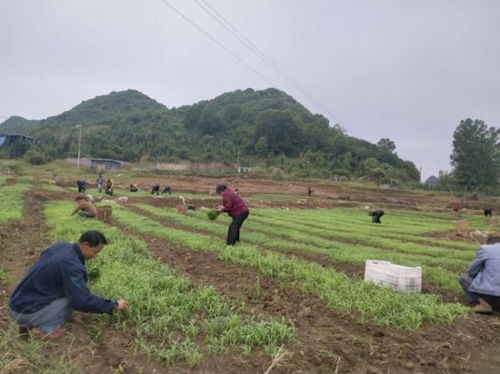 安龍縣農業(yè)產業(yè)結構調整 高粱種植2200余畝引領農業(yè)培育新路徑
