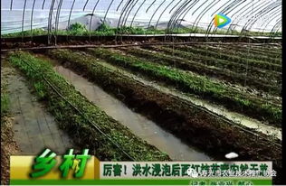 利奇馬臺風再襲壽光 農業(yè)快速再生根恢復生長的培育方法