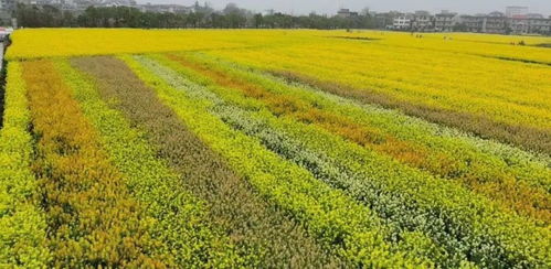彩色油菜花 農業(yè)創(chuàng)新還是無謂之舉？