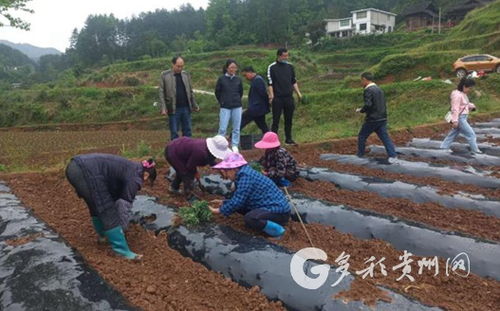 田間課堂傳經(jīng)送寶 花梨鎮(zhèn)農業(yè)培育煥新顏