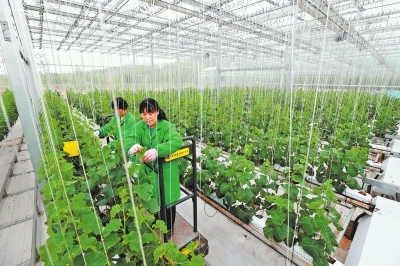 駐馬店市確山縣 綠色農業(yè)引領脫貧之路