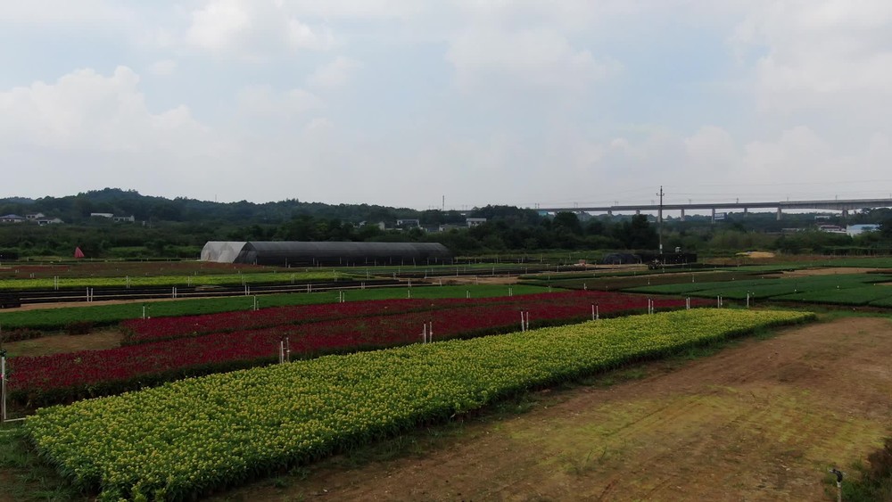 鄉(xiāng)村田園農業(yè)種植的現(xiàn)代發(fā)展與價值