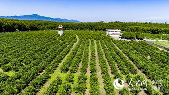 白沙紅橙采摘季暨品牌發(fā)布即將開啟，農業(yè)培育助力鄉(xiāng)村振興