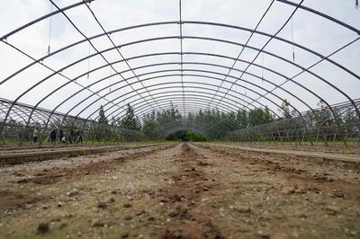 北大荒梧桐河農場“大棚復種”巧解增收題，探索現代農業增效新路徑