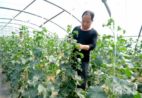 河北南和 特色種植鋪就致富路，精準培育賦能新農業