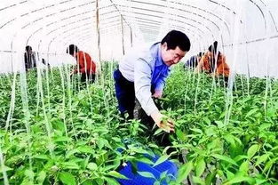 警惕！這6類合作社不僅拿不到補(bǔ)貼，還可能面臨被取締風(fēng)險(xiǎn)