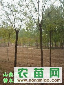 國(guó)槐熱銷市場(chǎng)探秘 8-10公分全冠土球國(guó)槐價(jià)格、廠商與選購指南