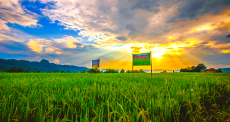 產(chǎn)業(yè)驅(qū)動(dòng)激發(fā)鄉(xiāng)村振興新活力 四川宣漢農(nóng)業(yè)種植的轉(zhuǎn)型升級(jí)之路
